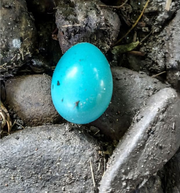 skaneateles blue egg on rock skaneateles blue egg on rock