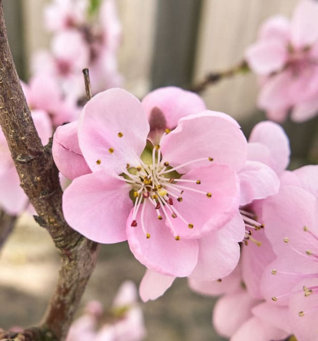 skaneateles pink flowers skaneateles pink flowers