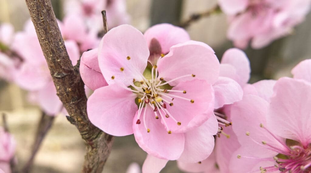 endoscopic sinus surgery